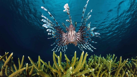 Lionfish