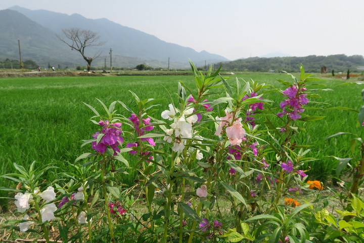 Beautiful land