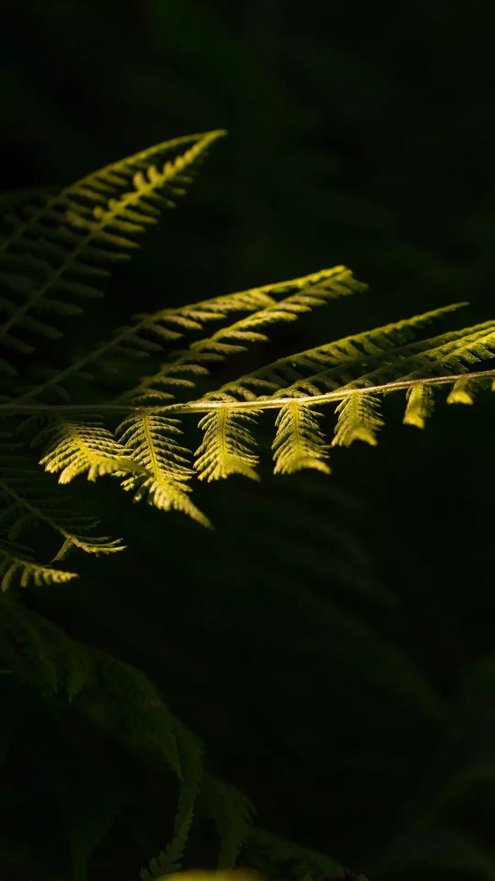 Climbs of Shadow