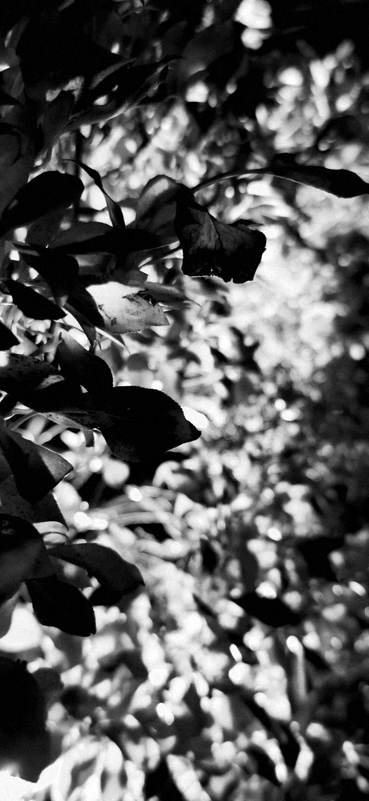 blackandwithe