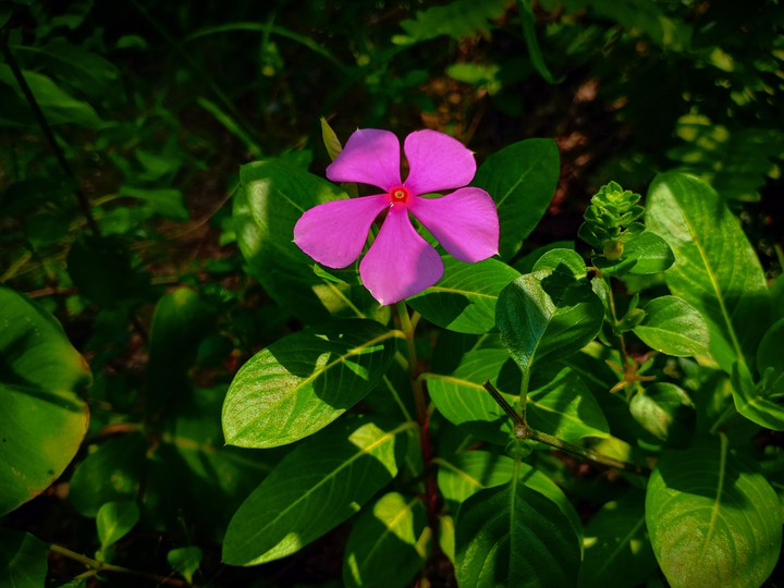 flower