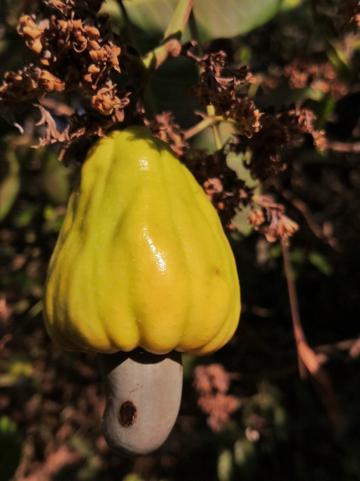 Cashew