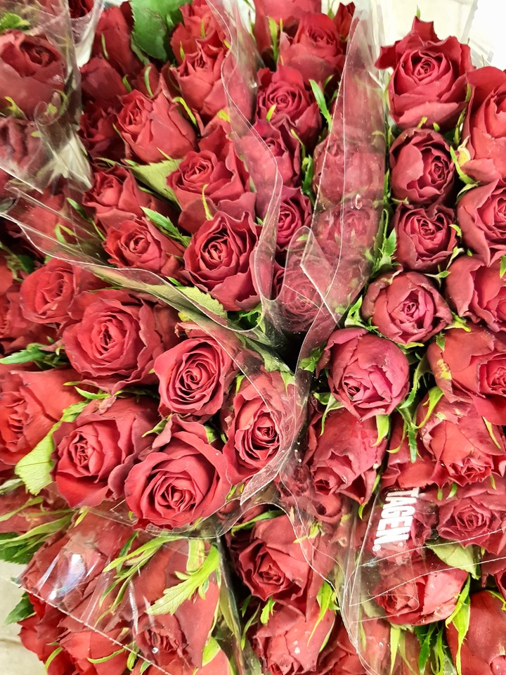 rose