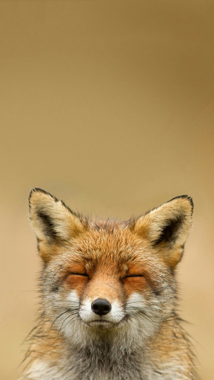 Cute Fox