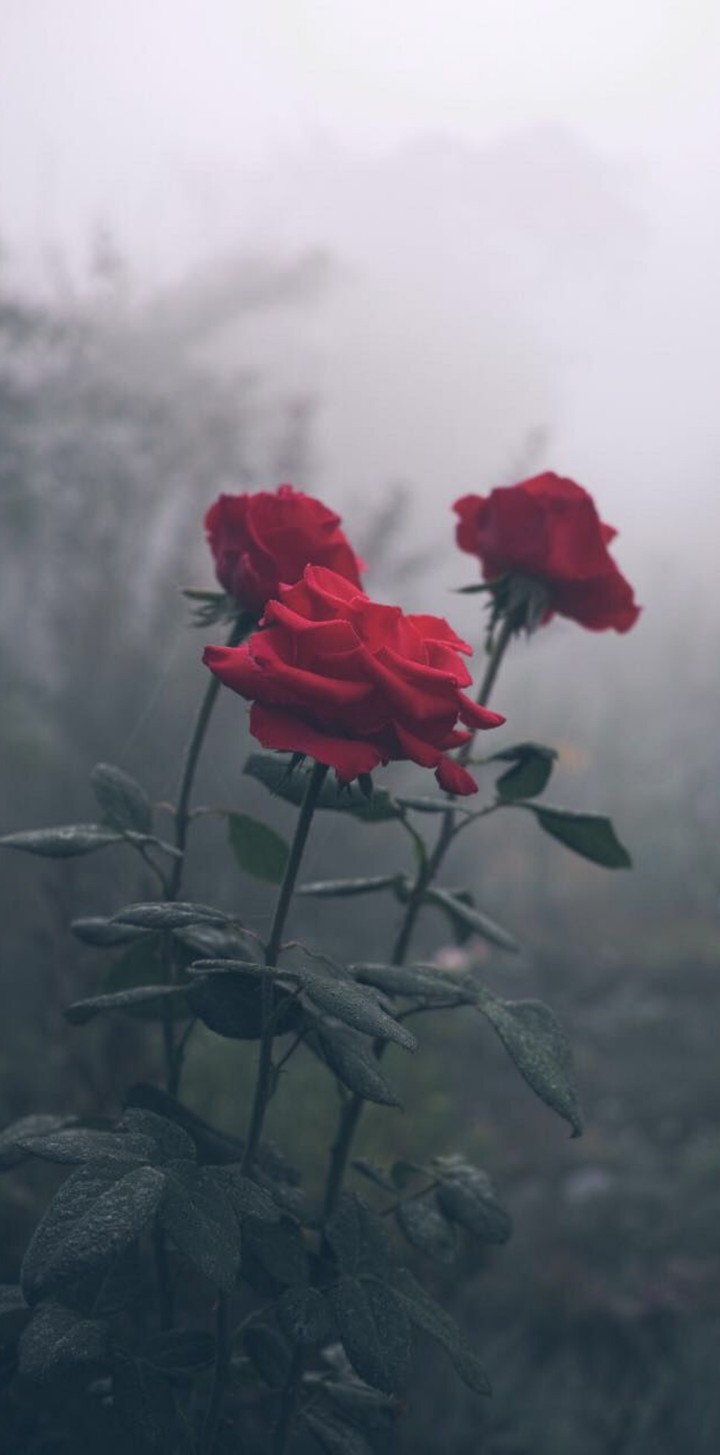 rose