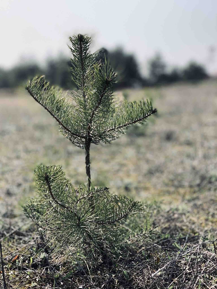 Young Pine