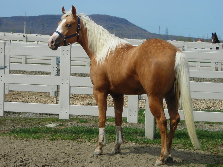 cheval