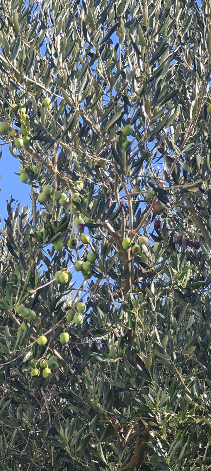 olive trees