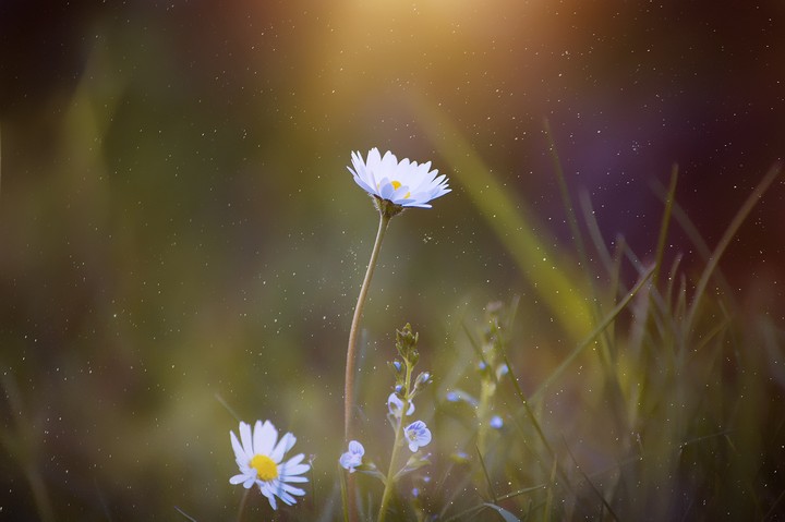 Beautiful Flowers