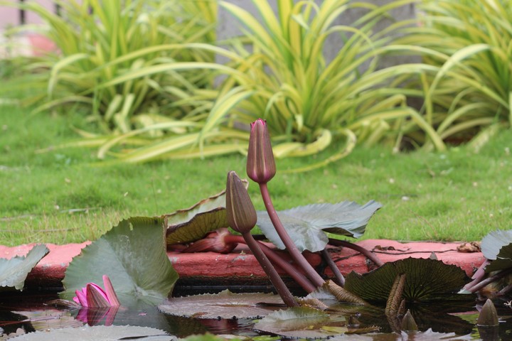 lotus