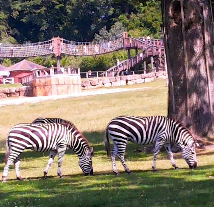 zebra