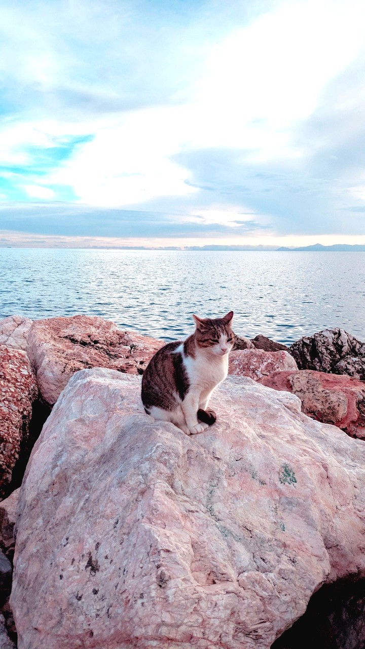 Cat chilling watching the sea ?