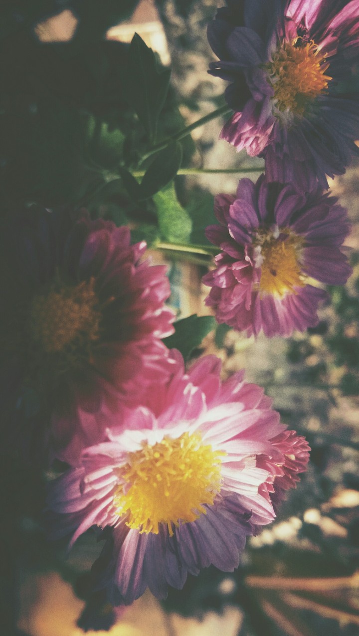 ##Flowers&Be@utifull Afternoonnnnnn##