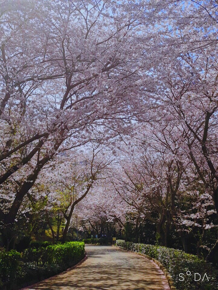 벚꽃