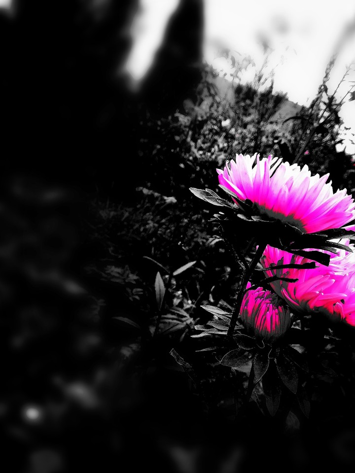 flower