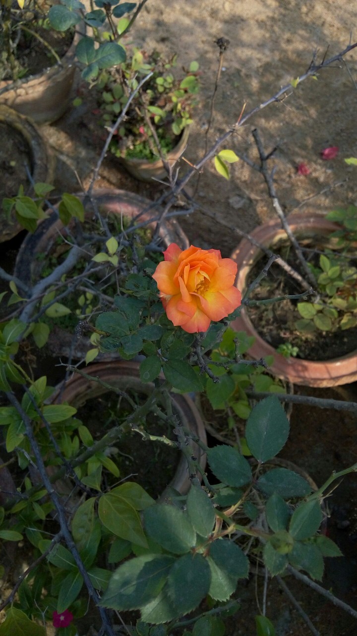 orange color rose....