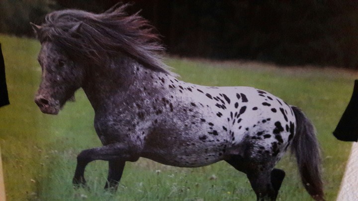 pferd