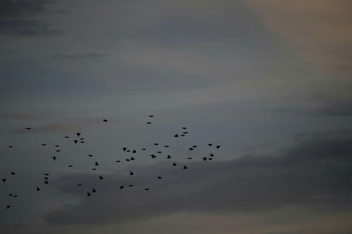 birds