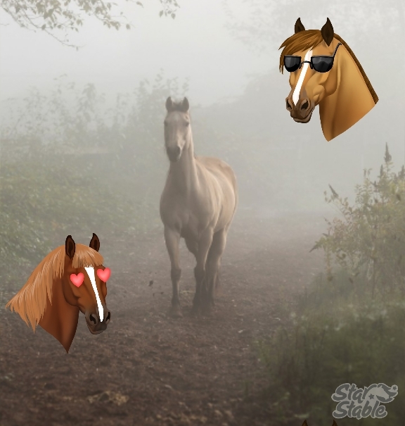 star horse