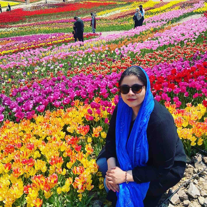 tulips flower