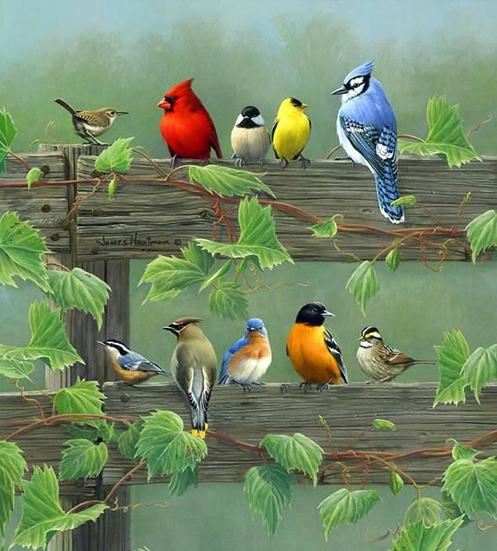 cute birdi