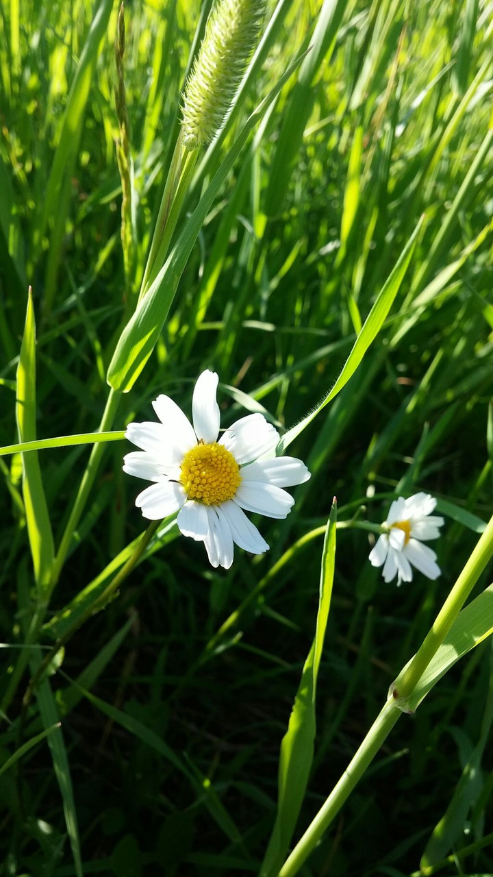 Finnish Summer