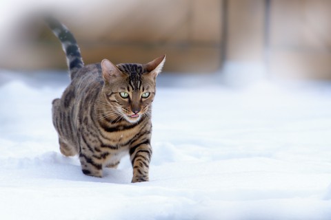кот идущий по снегу