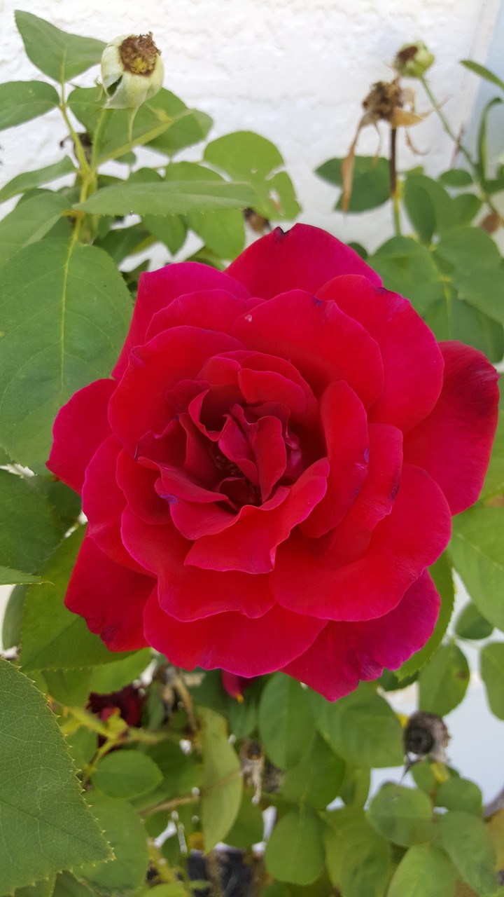 rose