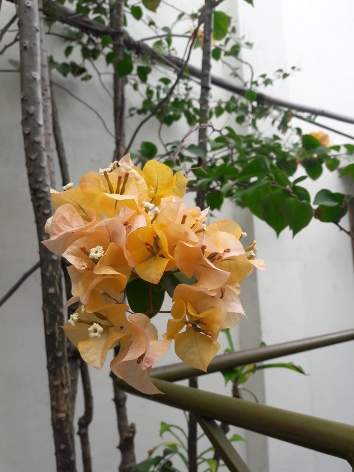 hoa giấy