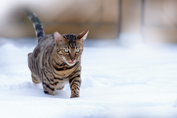 кот идущий по снегу