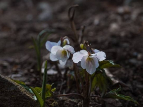 petal, euphrasia duvar kağıtları