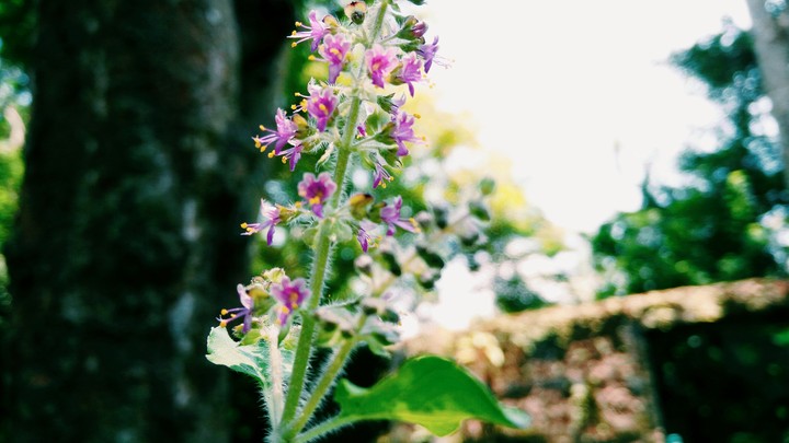 tulsi