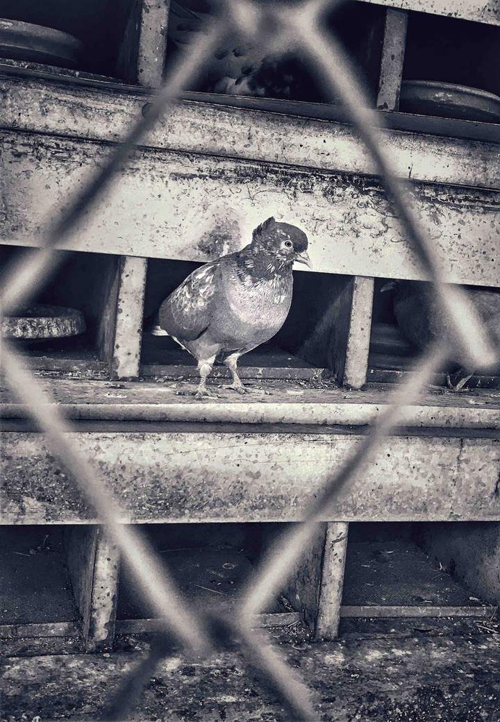 Pigeon House