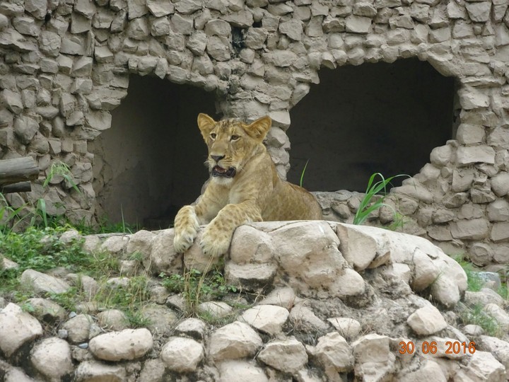 Lion