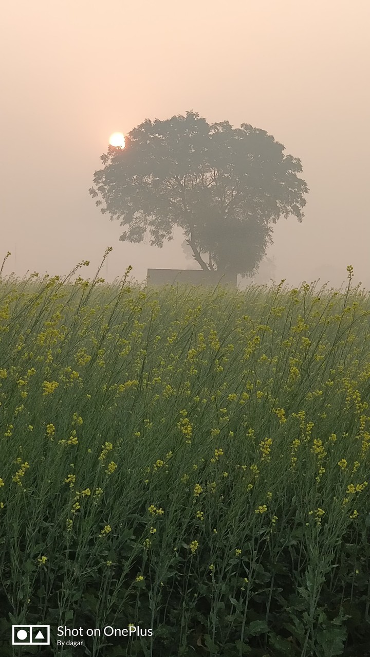 sun rises