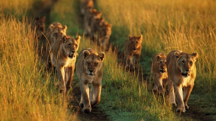 Lion King,,,,, club..... go to hunt.