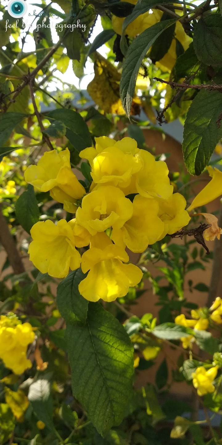 Nature creation...