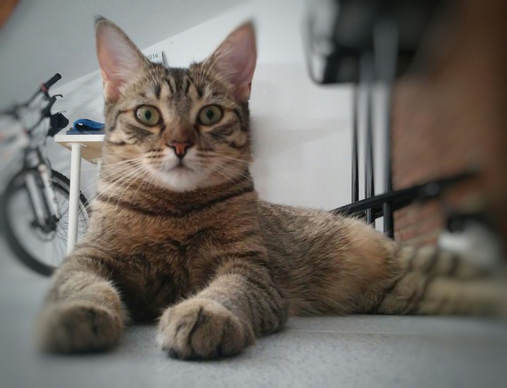 Mila