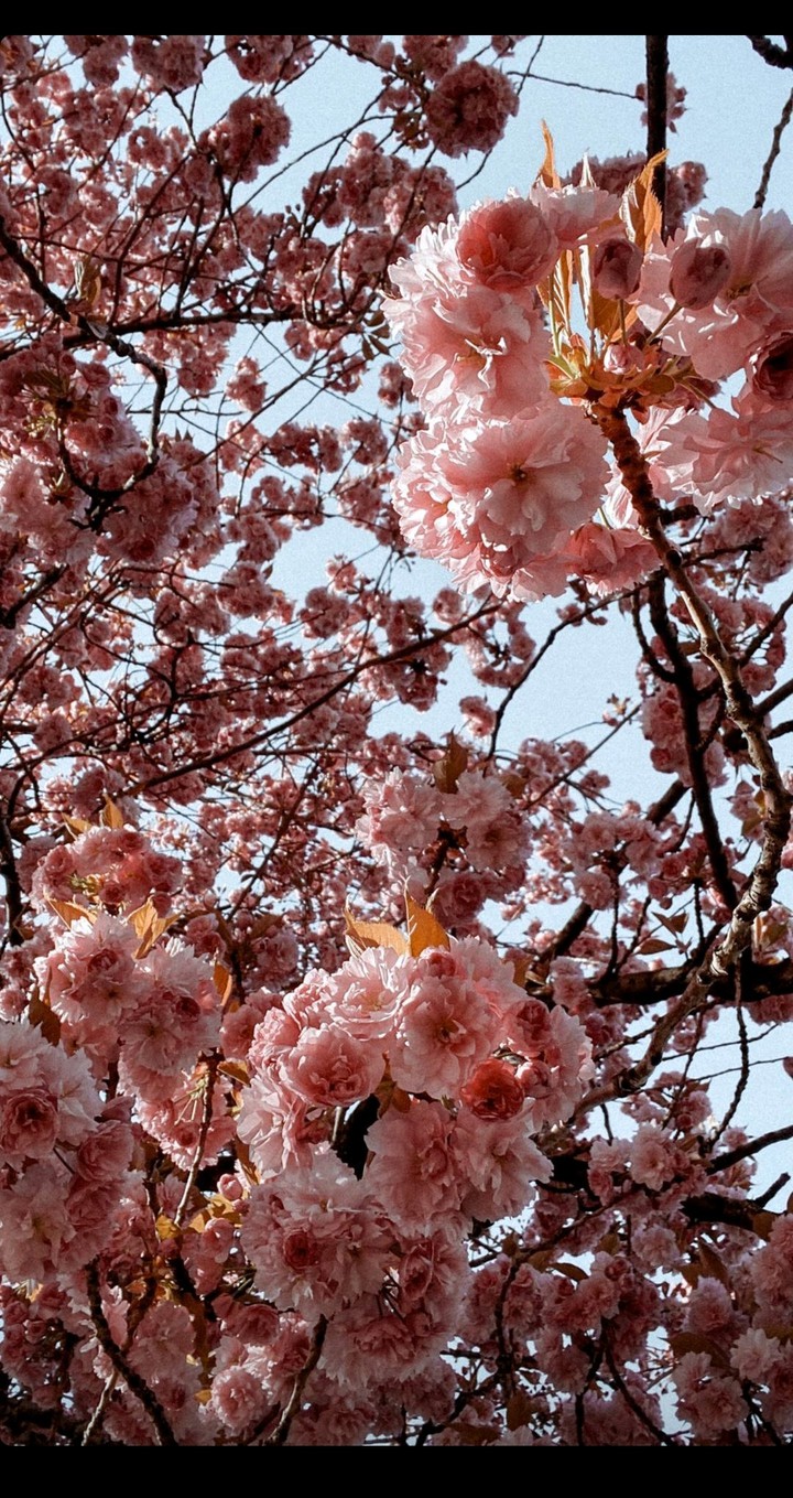 Cherry Tree