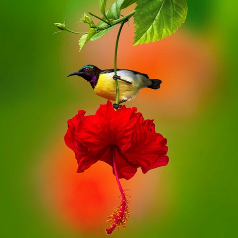 bird & flower