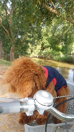 my dog