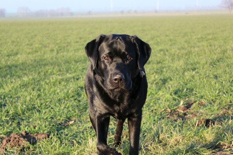 Labrador Retriever