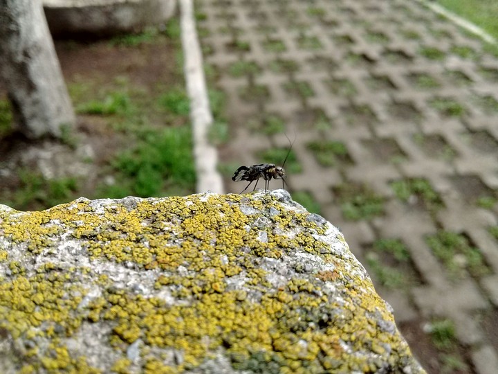 Insecto