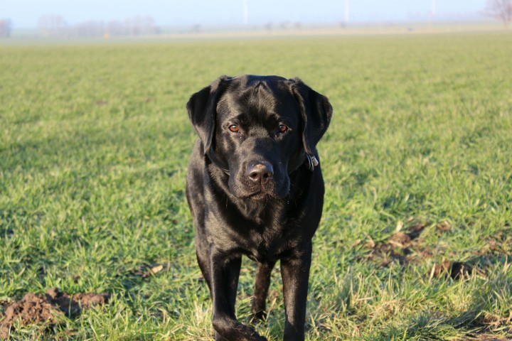Labrador Retriever