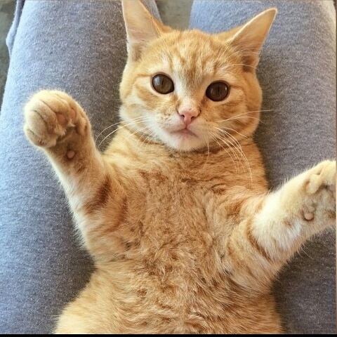 котик
