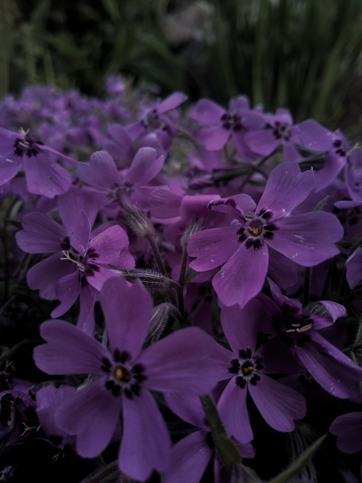 love flowers