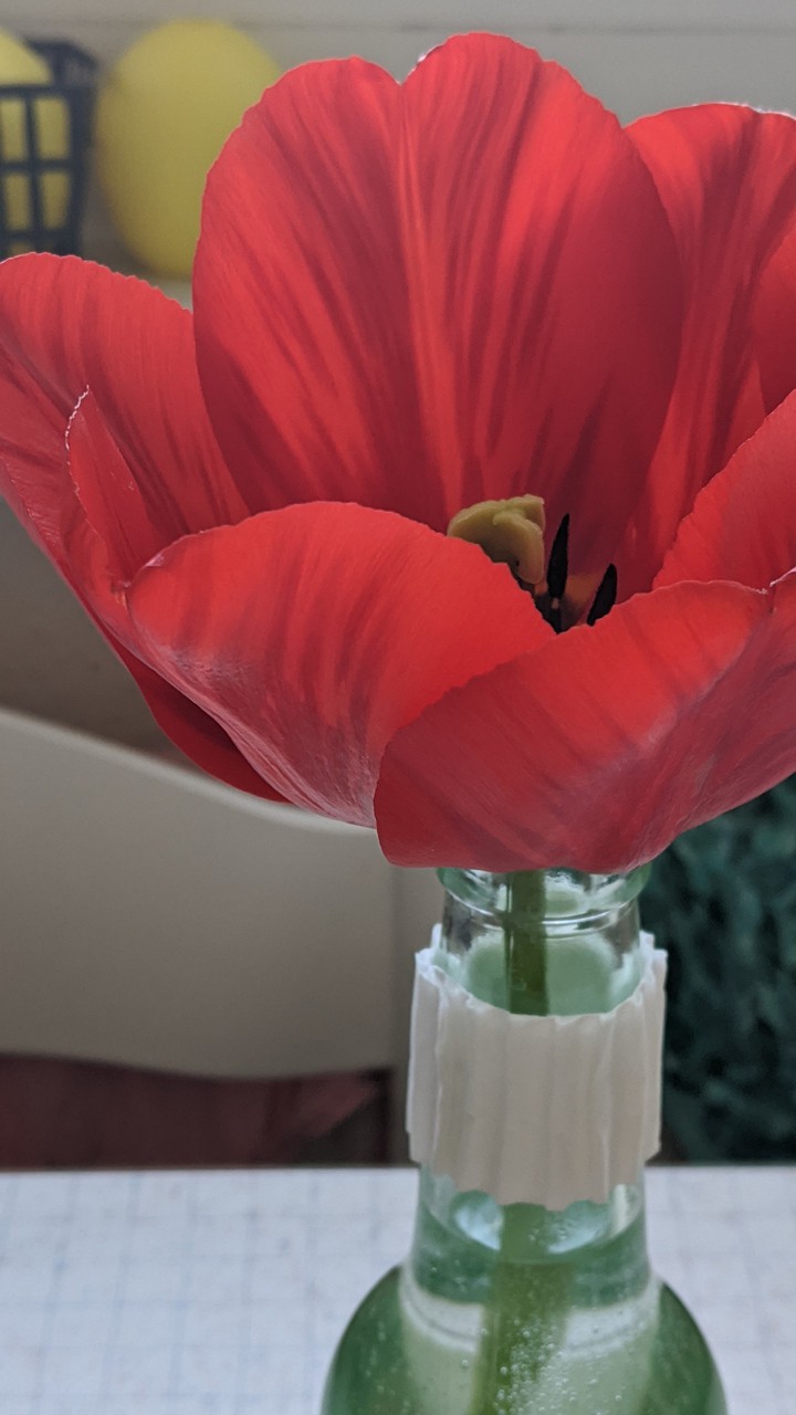 flower love