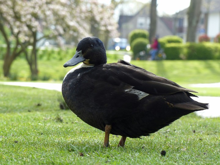 black duck