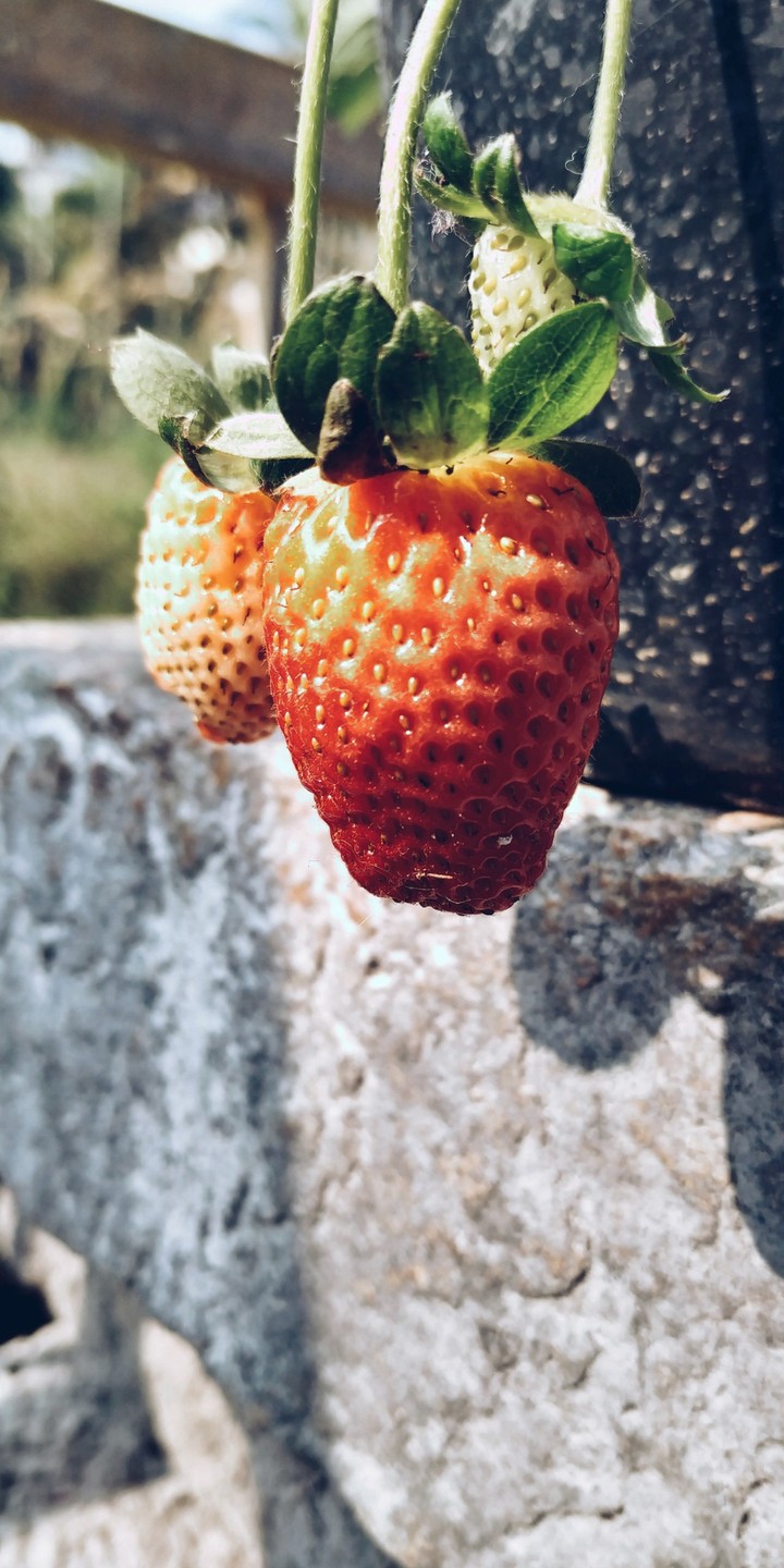 straw......berries