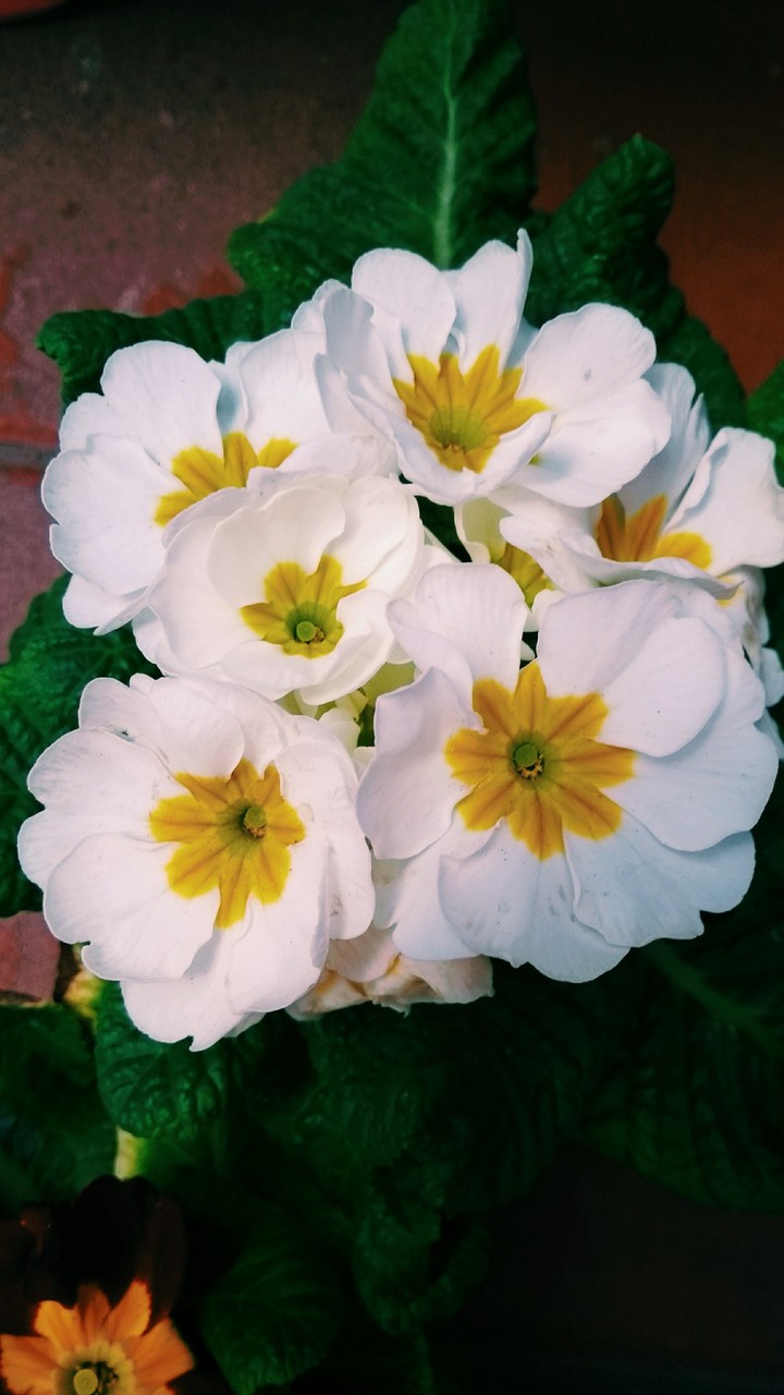 White Flower